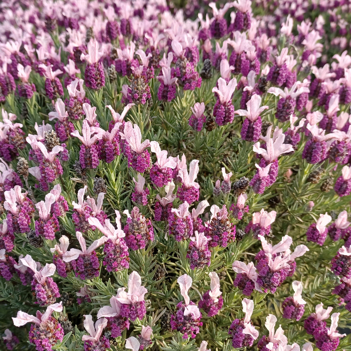 Lavandula stoechas magical® posy pink 'kolmapopi' - Kuiflavendel 'Magical ® Posy Pink' - Lavendel