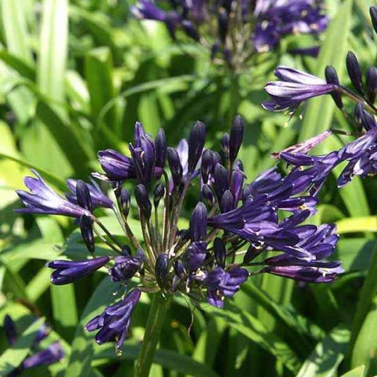 Afrikaanse lelie 'Pitchoune Violet' - Agapanthus x pitchoune ® violet 'mill04' - Tuinplanten