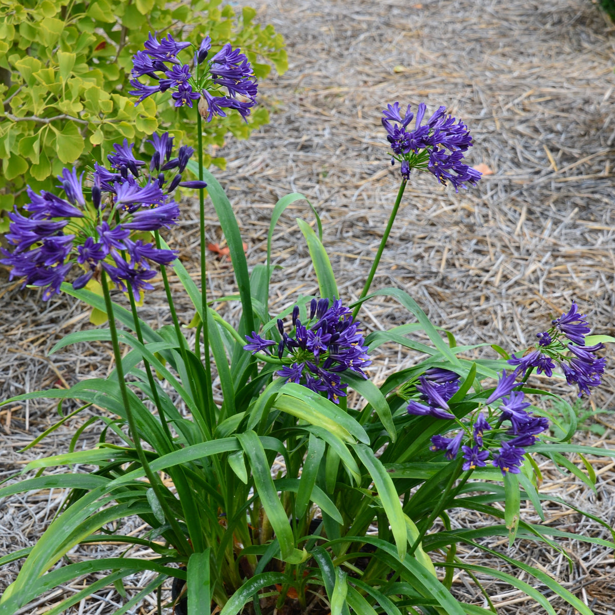 Agapanthus x pitchoune ® violet 'mill04' - Afrikaanse lelie 'Pitchoune Violet' - Agapanthus