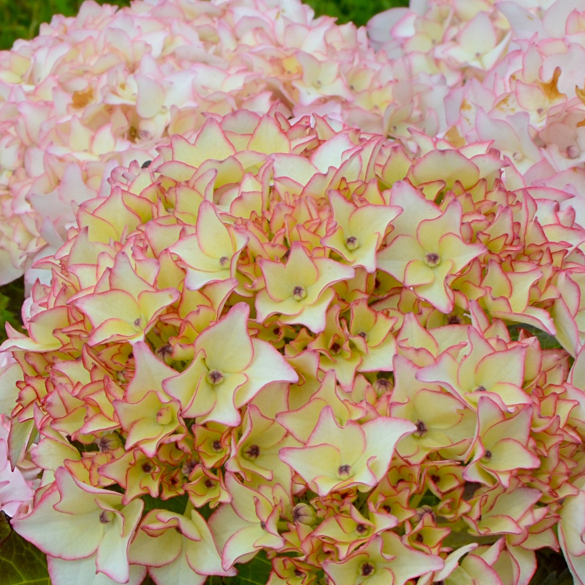 Boerenhortensia 'Dolce® France' - Hydrangea macrophylla dolce ® france ‘dolfranc' - Bakker
