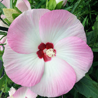 Alteastruik 'Fuijn'® - Hibiscus fujin® 'akata204’ - Heesters en vaste planten