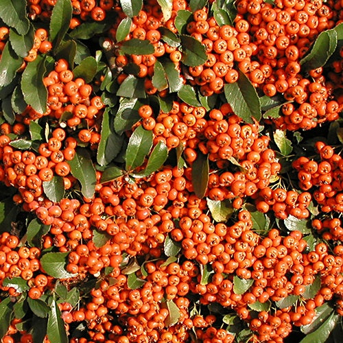 Vuurdoorn 'Saphyr® Orange Cadange' - Pyracantha  saphyr ® orange'cadange' - Tuinplanten