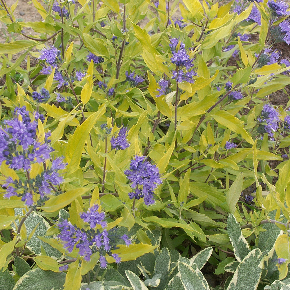 Blauwe spirea 'Worcester Gold' - Caryopteris clandonensis  worcester gold - Bakker