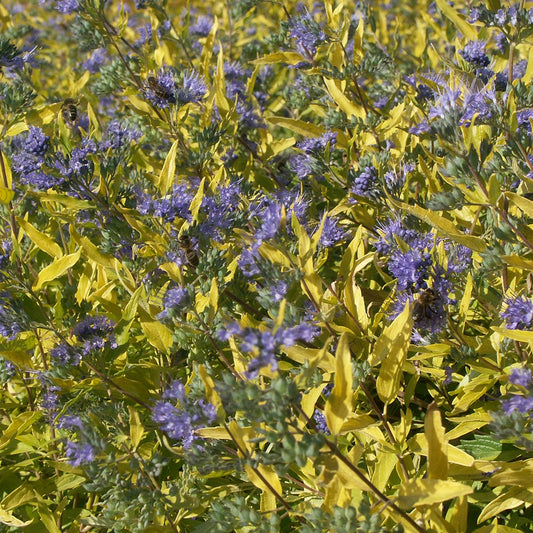 Blauwe spirea 'Worcester Gold' - Caryopteris clandonensis  worcester gold