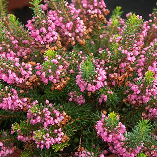 Zwerfheide 'Mrs. D.F. Maxwell' - Erica vagans mrs. d.f. maxwell - Terras- en balkonplanten