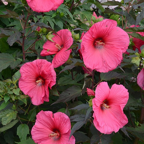 Alteastruik 'Tangri Planet ® Griotte Tangri' - Hibiscus moscheutos tangri planet ® griotte tangri - Tuinplanten