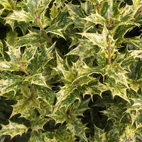 Schijnhulst 'Goshiki' - Osmanthus heterophyllus goshiki