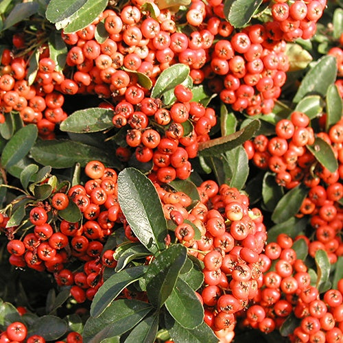 Vuurdoorn 'Saphyr® Rouge Cadrou' - Bakker