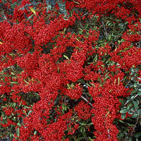 Vuurdoorn 'Saphyr® Rouge Cadrou' - Pyracantha  saphyr ® rouge'cadrou' - Plant eigenschap