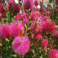 Lampepoetserplant 'Hot Pink' - Callistemon viminalis Hot Pink - Tuinplanten