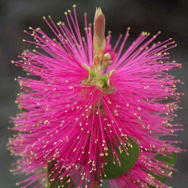 Lampepoetserplant 'Hot Pink' - Callistemon viminalis Hot Pink - Heesters