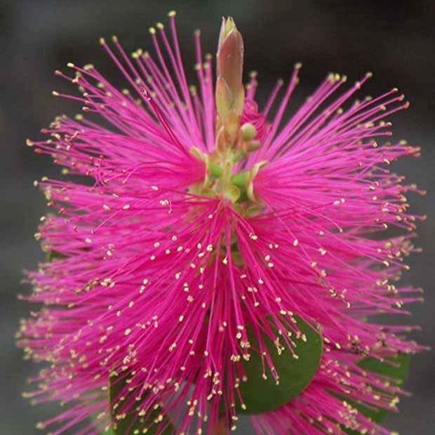 Lampepoetserplant 'Hot Pink' - Callistemon viminalis Hot Pink - Bakker