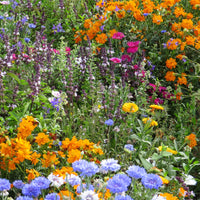 Bloemenmix 'Vlinder' (x3) - Mélange mellifère et papillon varié - Tuinplanten