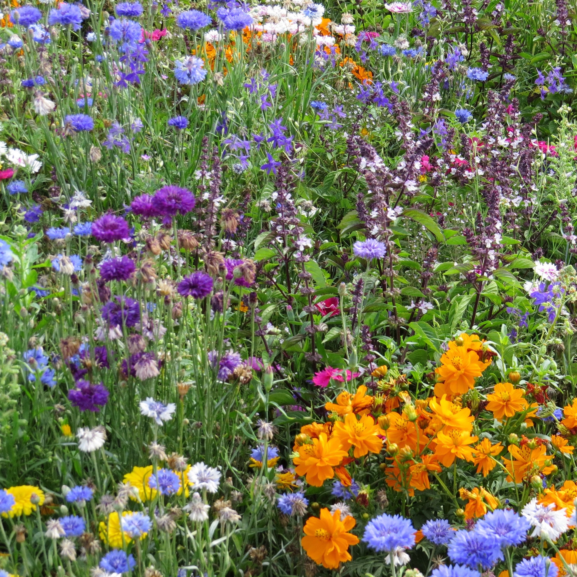 Bloemenmix 'Vlinder' (x3) - Mélange mellifère et papillon varié - Vaste planten