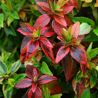 Abelia 'Kaleidoscope'