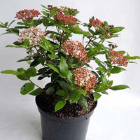 Sneeuwbal 'Gwenllian' - Viburnum tinus Gwenllian - Bakker