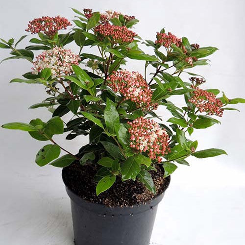 Viburnum tinus Gwenllian - Sneeuwbal 'Gwenllian' - Sneeuwbal (Viburnum)