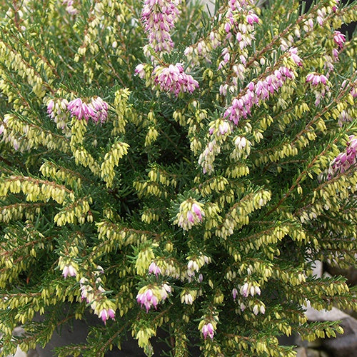 Erica darleyensis Darley Dale - Winterheide 'Darley Dale' - Heideplanten