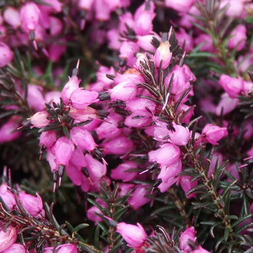 Erica darleyensis Kramer's Rote - Winterheide 'Kramer's Rote' - Heideplanten