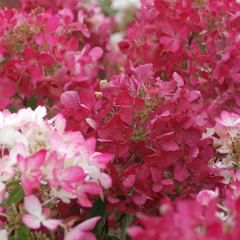 Verkoop Pluimhortensia 'Diamant Rouge' - Hydrangea paniculata diamant rouge ® 'rendia'