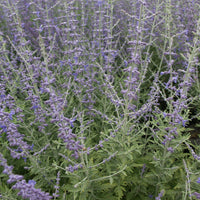 Salie - Russische salie 'Blue Spire' - Perovskia atriplicifolia blue spire