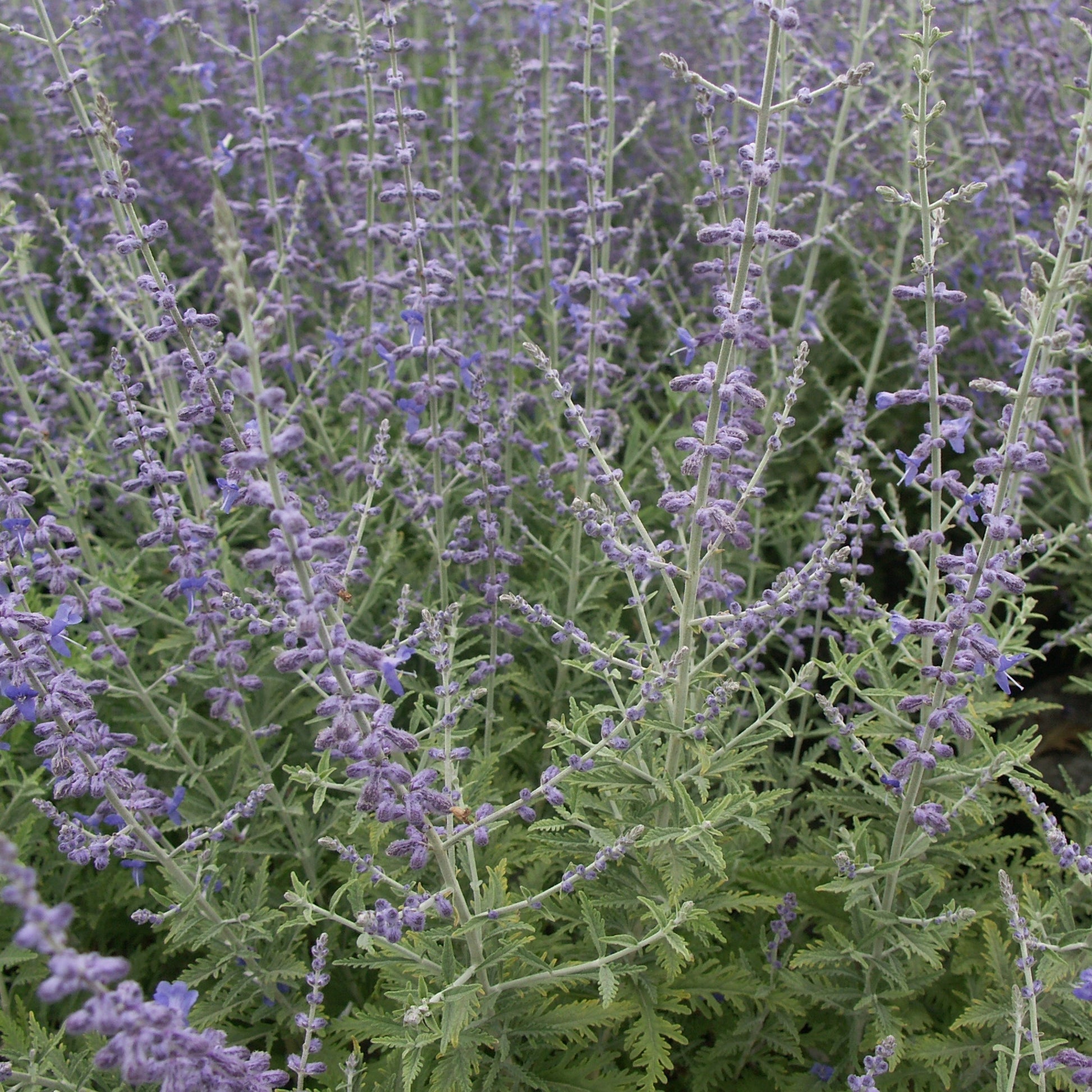 Salie - Russische salie 'Blue Spire' - Perovskia atriplicifolia blue spire