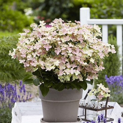 Pluimhortensia Hydrangea paniculata Roze-Wit - Winterhard - Bakker
