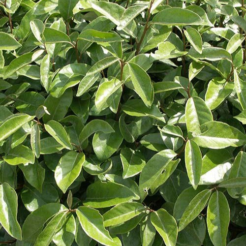 Eleagnus ebbingei - Olijfwilg - Olijfwilg
