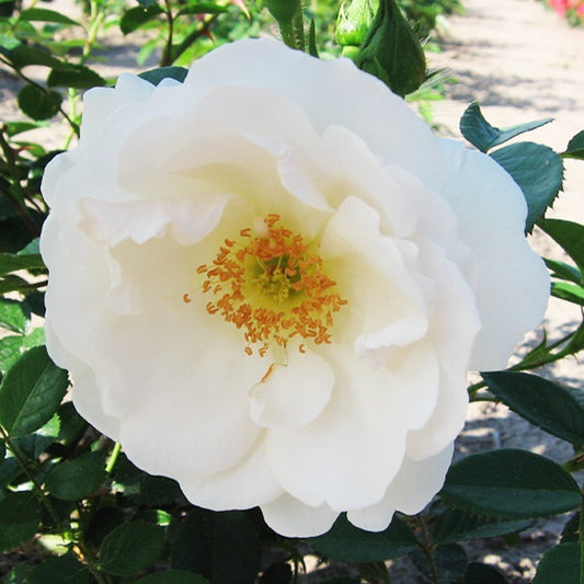 Klimroos 'Hella' - Bakker