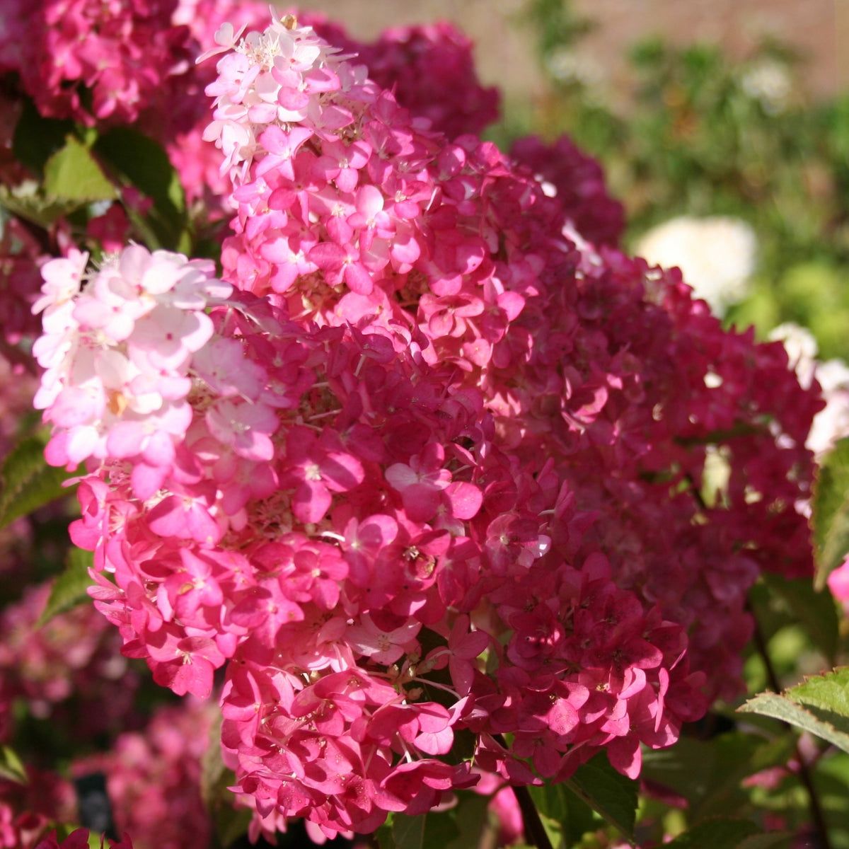 Verkoop Pluimhortensia 'Fraise Melba'® 'Renba' - Pluimhortensia