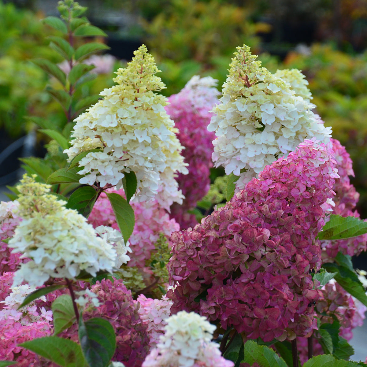 Pluimhortensia 'Fraise Melba'® 'Renba' - Bakker