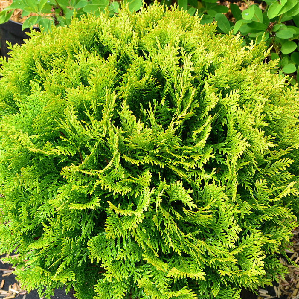 Thuja occidentalis Mirjam - Levensboom 'Mirjam' - Coniferen
