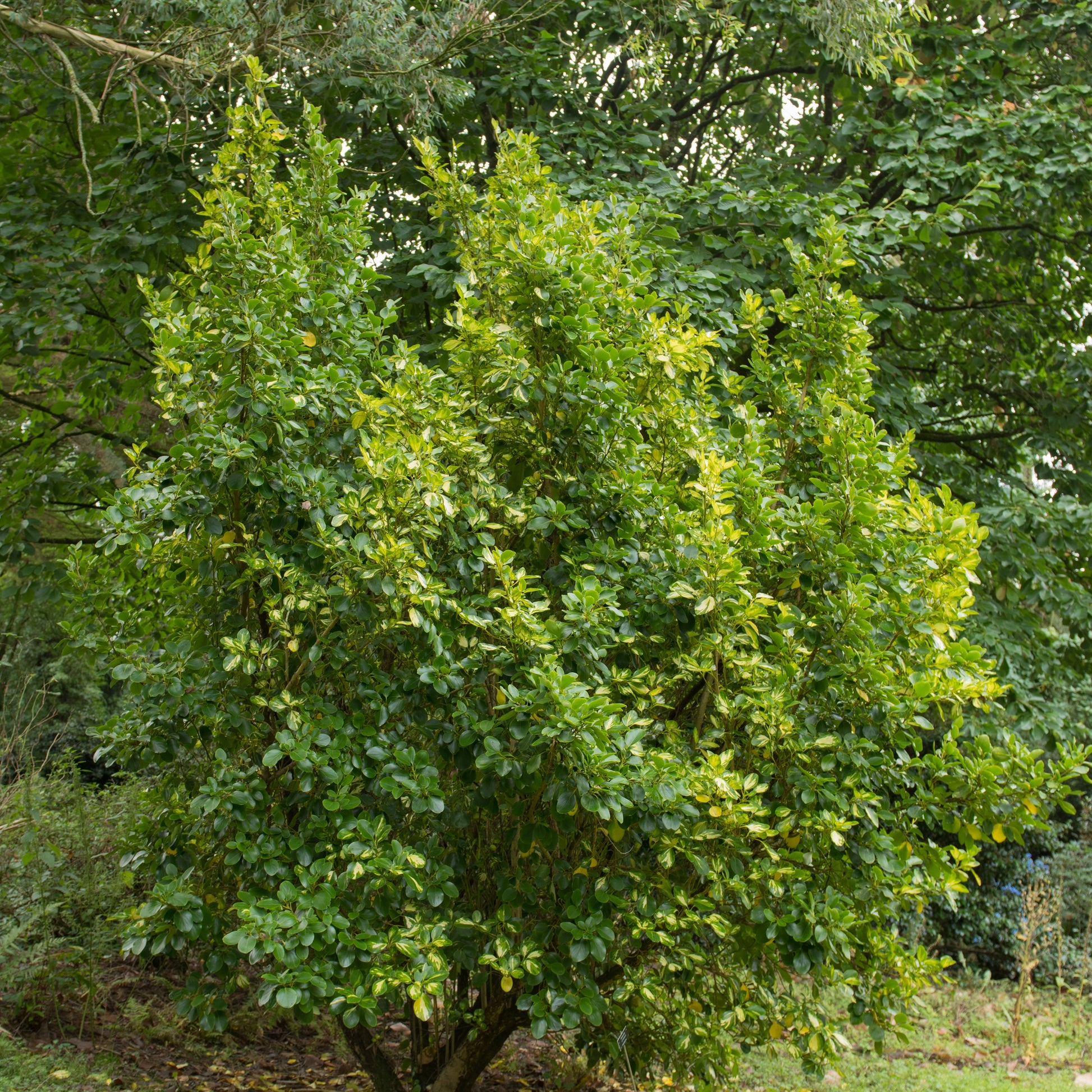 Bonte Griselinia - Griselinia littoralis variegata - Tuinplanten