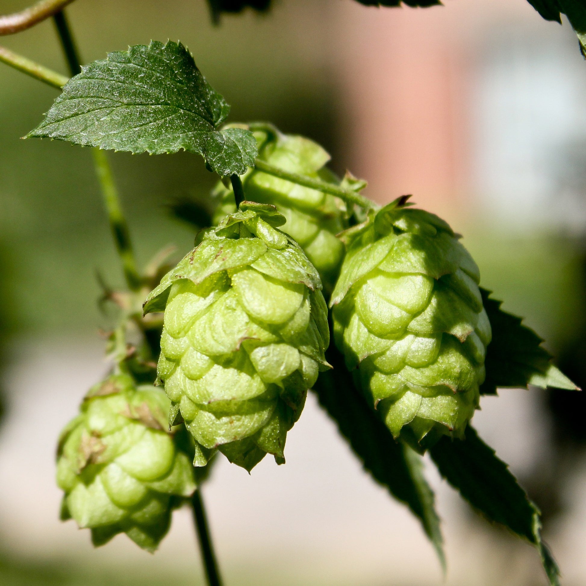 Hop 'Magnum' - Humulus lupulus magnum - Bakker