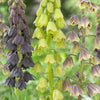 Perzische keizerskroon - Fritillaria persica - Zomerbloeiers