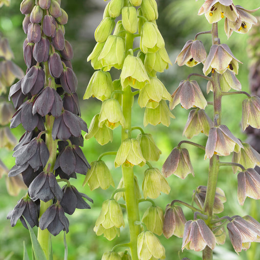 Perzische keizerskroon - Fritillaria persica - Zomerbloeiers