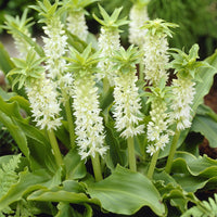 Ananasplant (x3) - Eucomis autumnalis - Bloembollen op pot