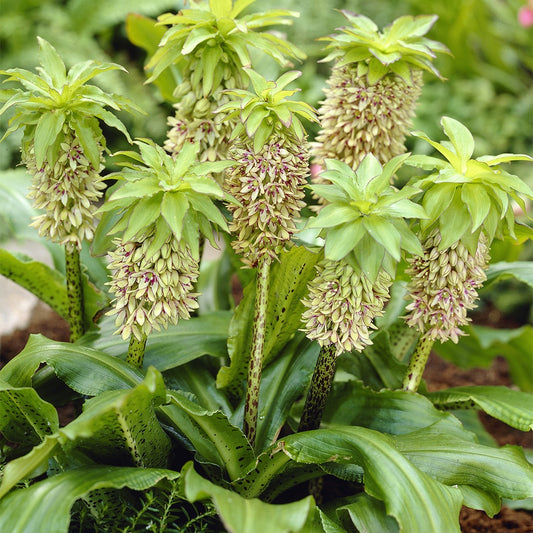 Ananasplant - bicolor (x3) - Eucomis bicolor - Bloembollen op pot