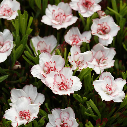 Oxalis Double Pink Wonder (x5) - Bakker