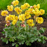 Oxalis Double Trouble (x5) - Oxalis double trouble - Bloembollen