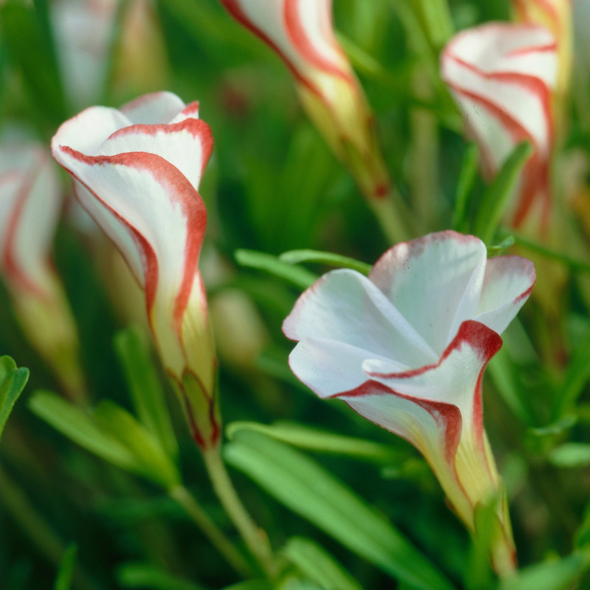 Collectie oxalis (x15) - Bakker
