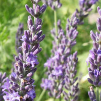 Lavendel 'Grosso' - Lavandula angustifolia Grosso