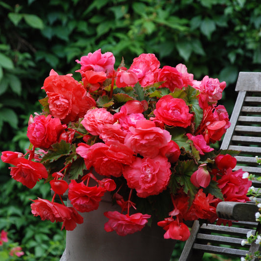 Hangbegonia 'Pink Delight' (x5) - Begonia odorata pink delight - Zomerbloeiers