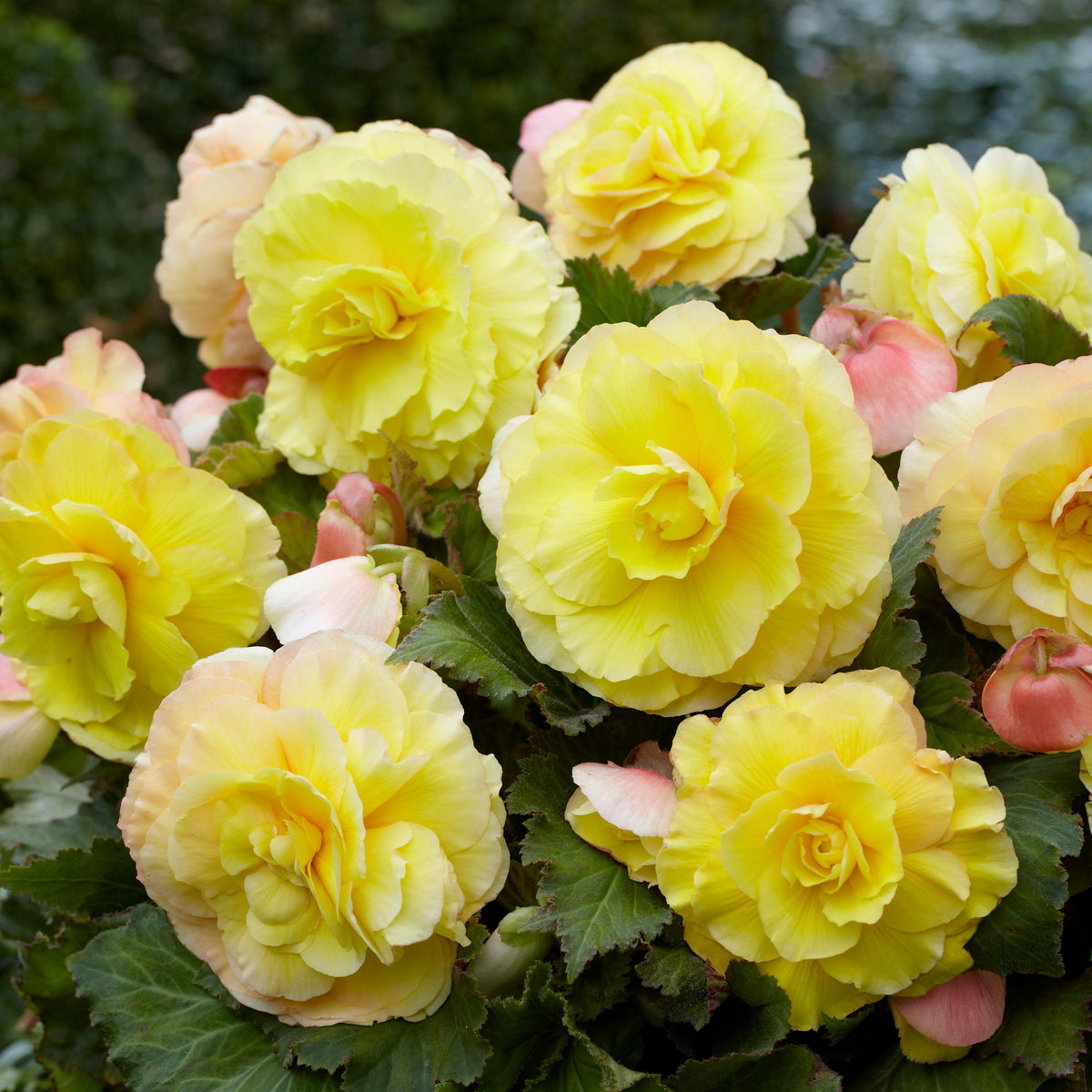 Dubbelbloemige begonia - geel (x5) - Begonia superba - Bakker
