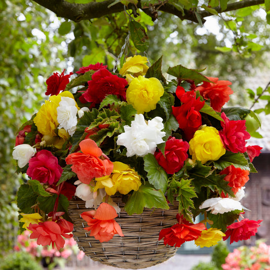 Hangbegonia Mix - Begonia - Bloembollen