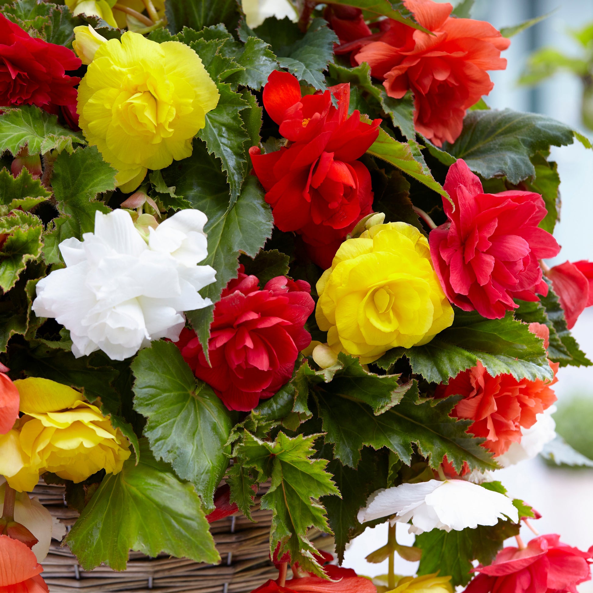 Grootbloemige hangbegonia Mix (x20) - Begonia - Zomerbloeiers