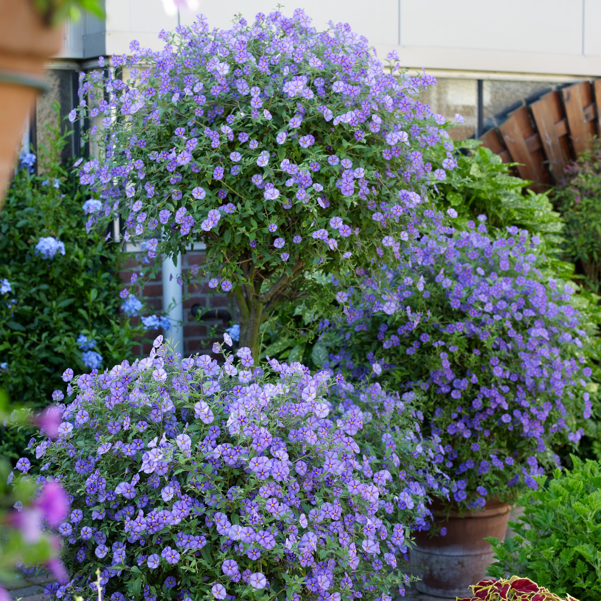 Nachtschade - Lycianthes rantonnetii