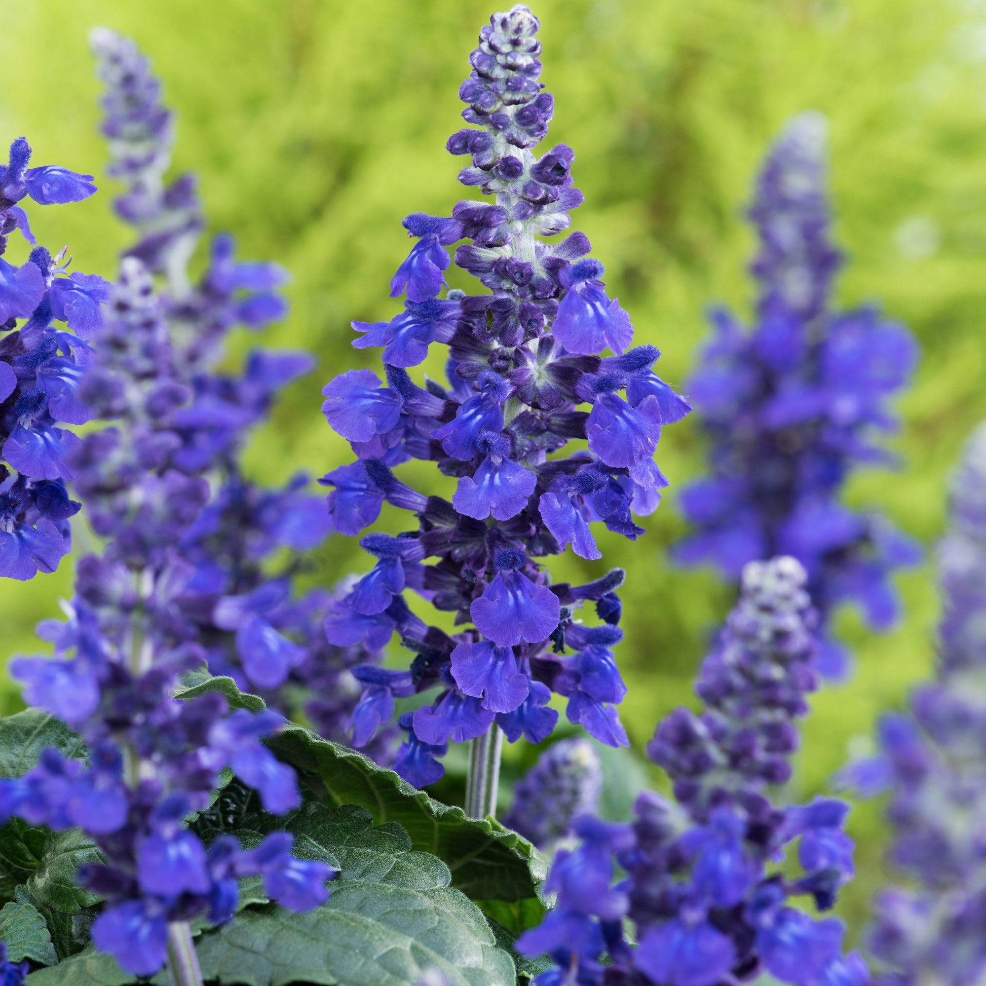 Salie 'Mysty' (x3) - Salvia mysty - Tuinplanten