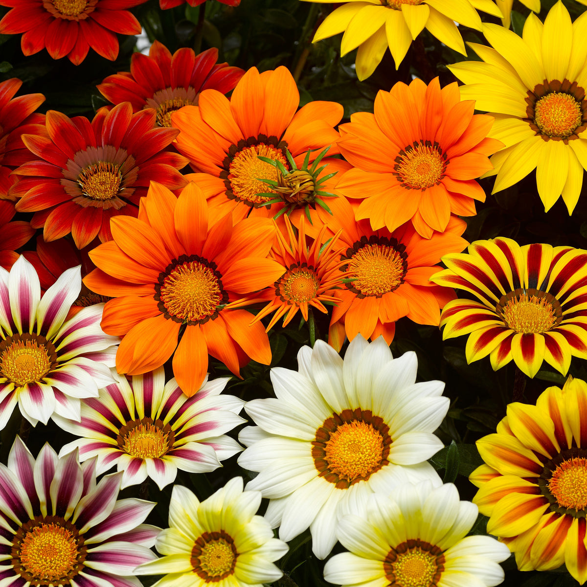 Gazania splendens Mix (x3) - Gazania splendens - Bakker