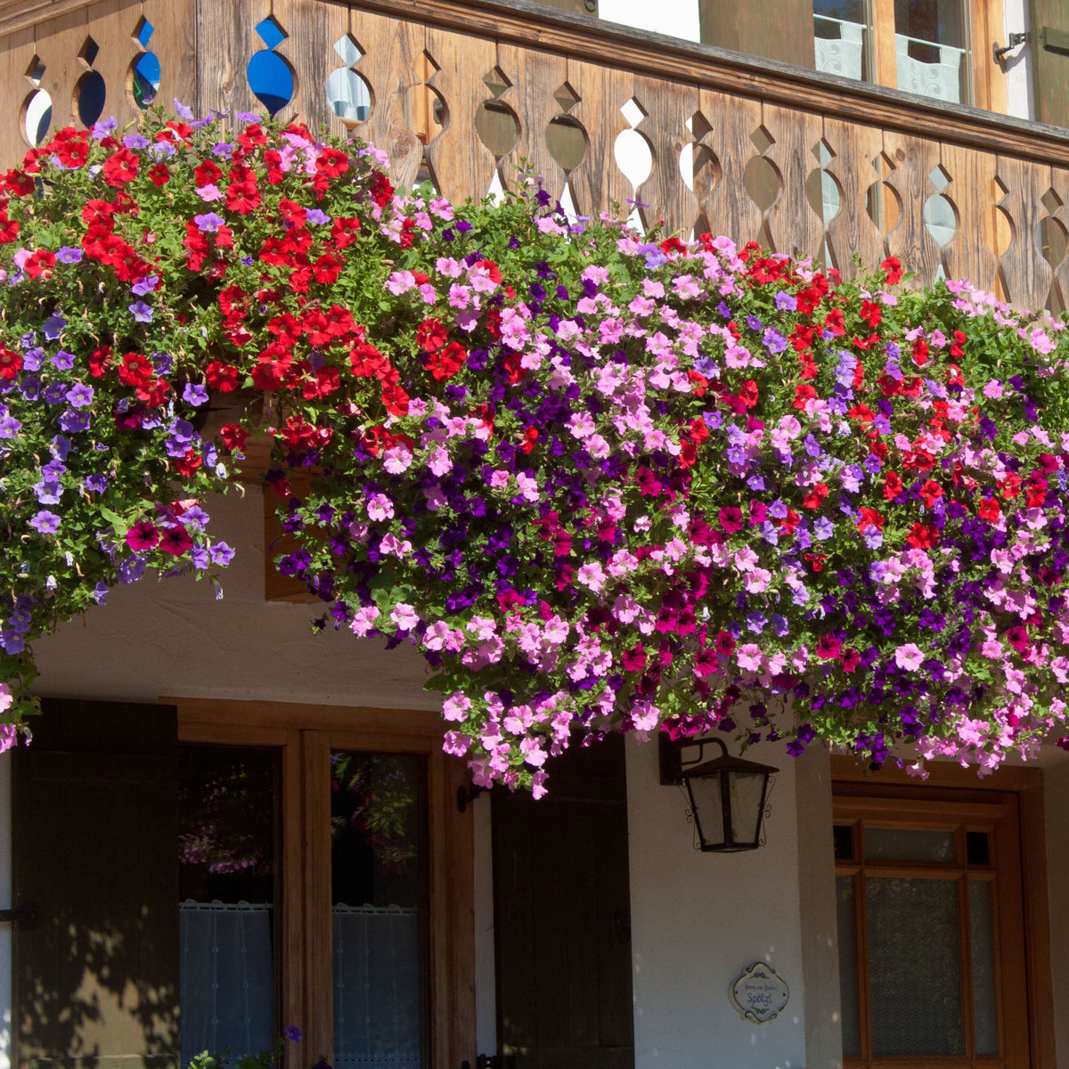 Petunia Mix 'Alpetunia' (x3) - Petunia Alpe tunia® mix - Bakker